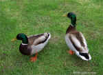 ducks4.jpg (176092 bytes)